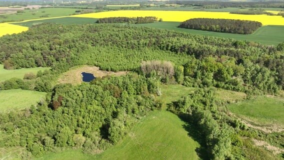 Das Mannshagener Moor aus der Luft. Zu sehen sind Wald, Wiesen und Ackerflächen sowie ein kleiner Tümpel auf einer Lichtung. Das Areal ist eines der größten Naturschutzgebiete in Mecklenburg-Vorpommern. © NDR Foto: NDR